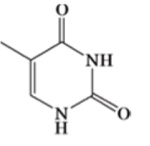 3: Thymine